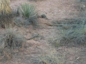 Käärme, Sedona, Arizona