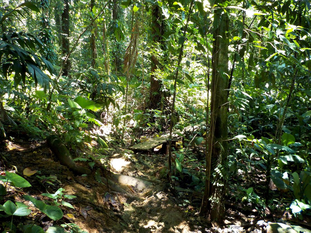 Raiskausyritys Panaman viidakossa
